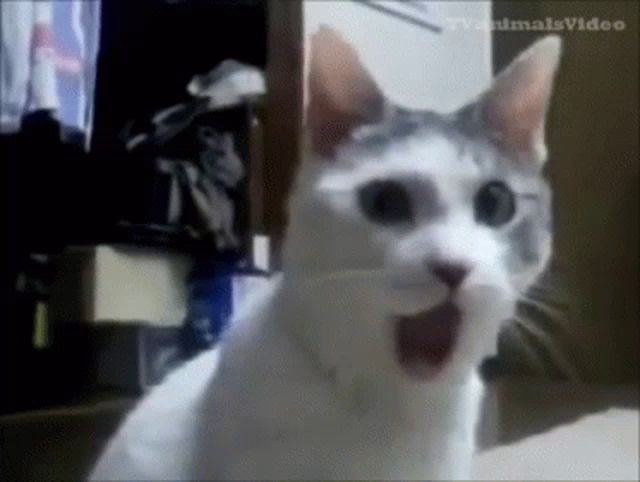 a white cat with a surprised look on its face is sitting in front of a tv