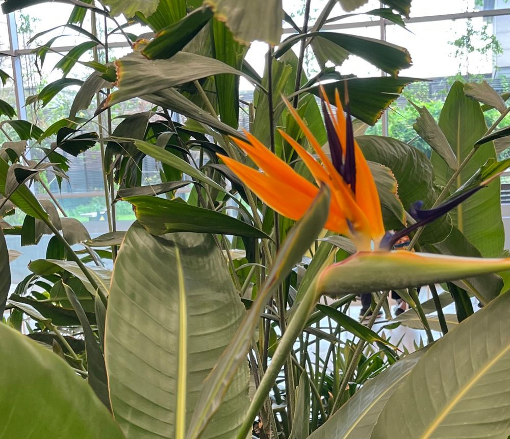 주황색 극락조화