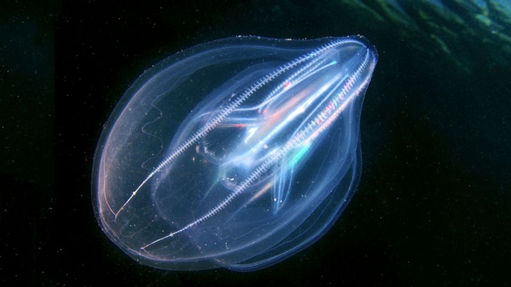 Scientists accidentally find deep-sea 'jelly' creatures merged into 'single entity' after injury, revealing bizarre new behavior