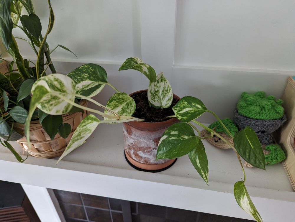 White variegated plant of unknown species on a mantel. The plant is thriving.