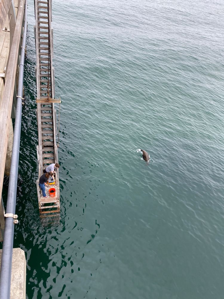 Two people stand on a wooden platform attached to the side of a pier, collecting a water sample using a bucket. Below them, the calm ocean water stretches out, with a sea lion swimming nearby, its head emerging from the surface.