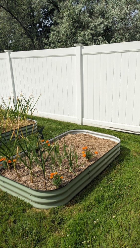 A garden bed with the pea plants removed