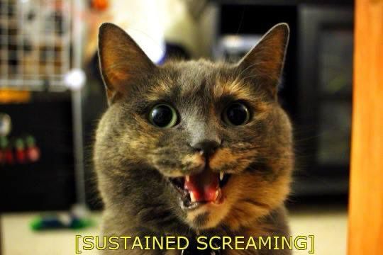A grey cat looks horrified and has its mouth open. Caption reads “SUSTAINED SCREAMING”