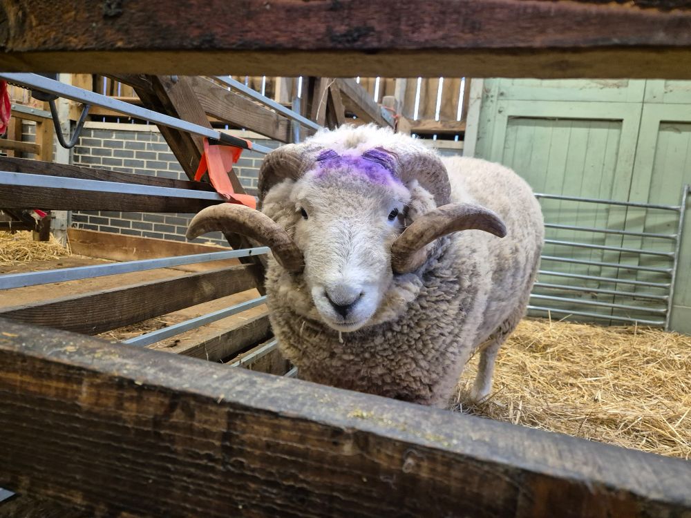 A photograph of a large fluffy ram standing behind a wooden fence in a barn.  The ram is looking directly at the camera, and has large curly horns and a blue mark on his forehead.  In the background is a large amount of straw 