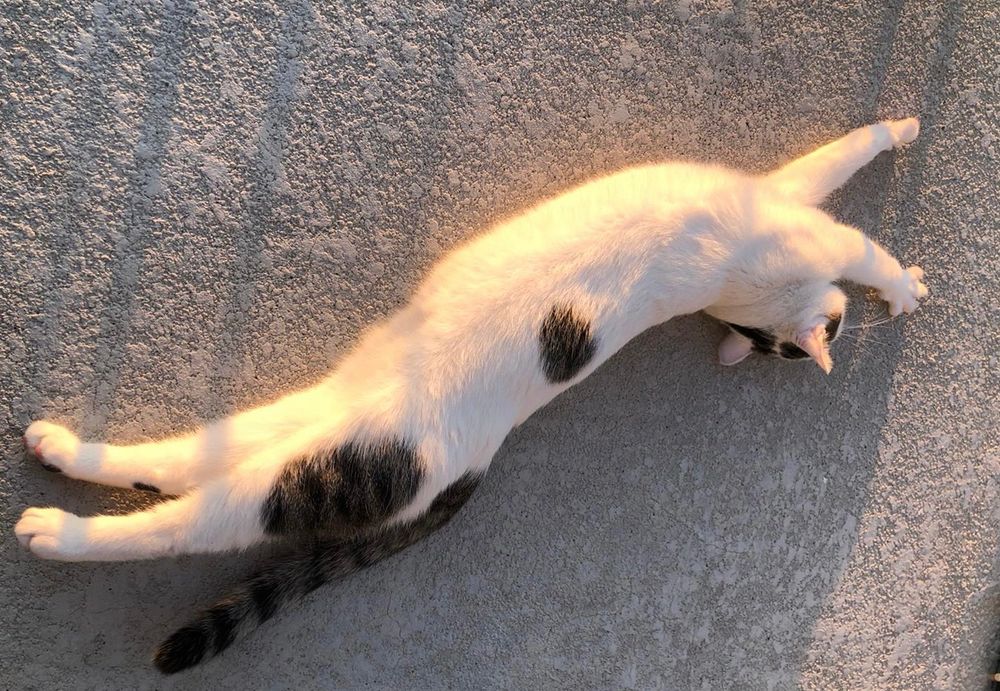 A white cat with dark spots stretched out and warming his stomach in the sun.