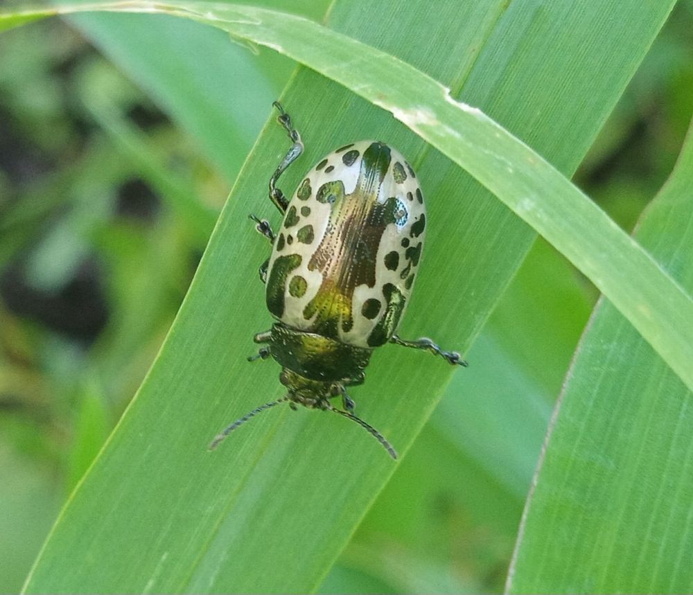 Shiny cream and black beetle with a Rorschach (sp?) like inky pattern on its back.