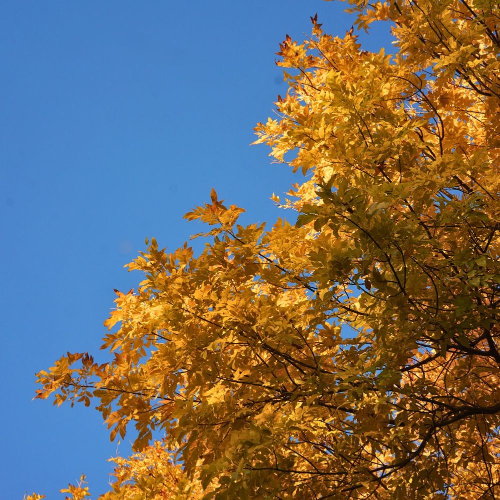 Bright golden yellow leaves of a tree against a brilliant blue sky.