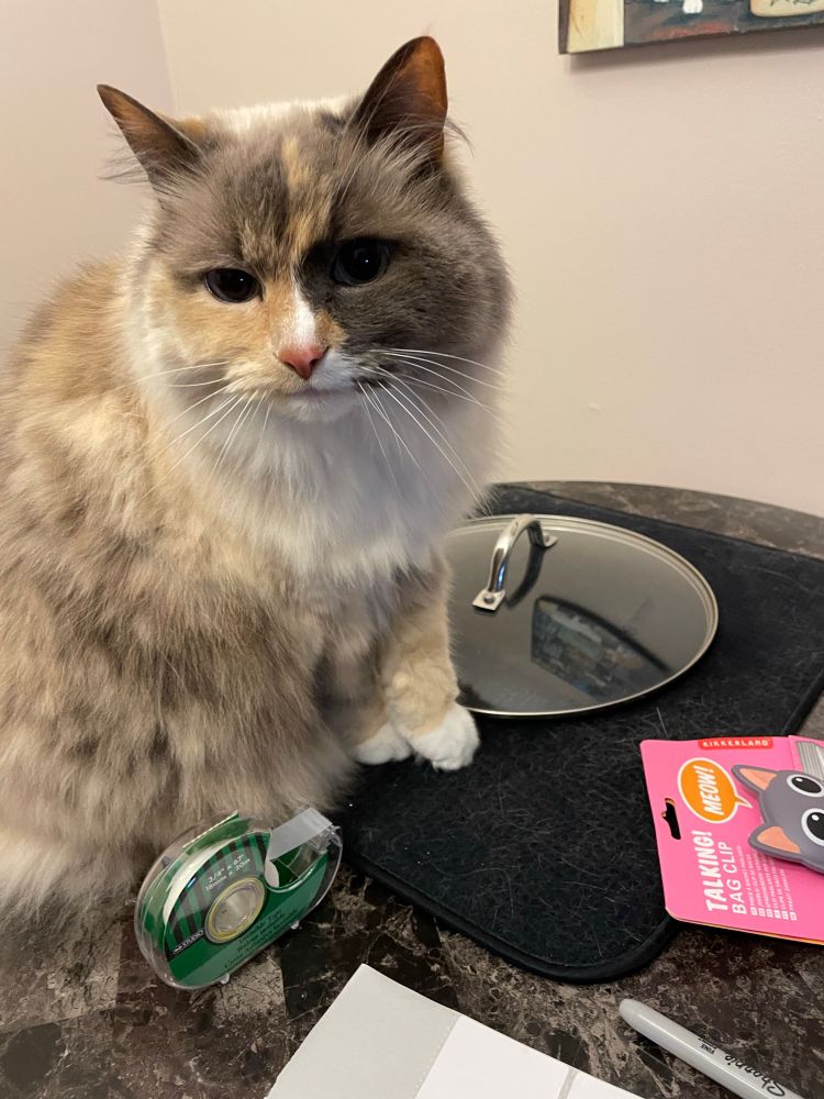Poppy on the dining table in front of the pot lid with a sad look on her face and a glisten in her eye that cats only get when they want something