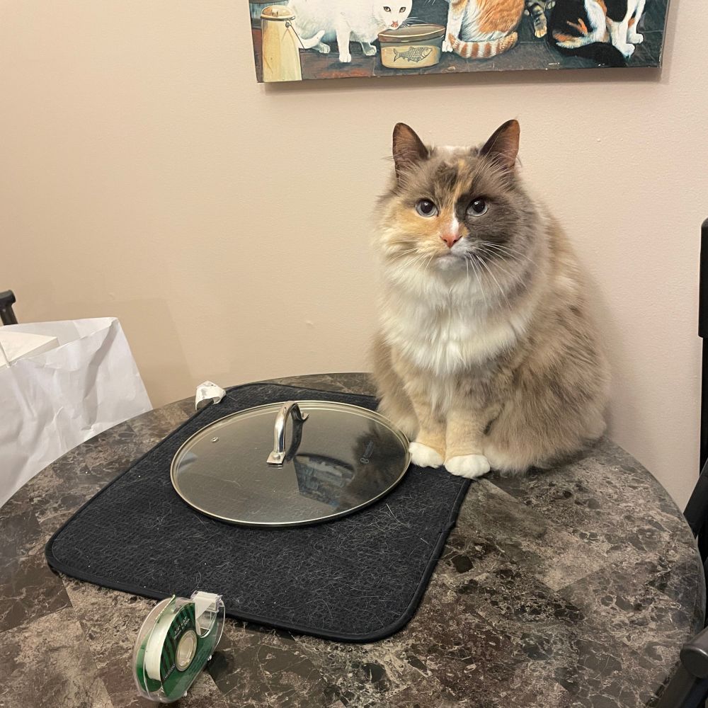 Poppy the cat, on my dining table, staring into the camera while sitting next to a dish drying mat that has a pot lid on it (my dining table is never used for dining, this space is owned entirely by the pot lis, drying mat and random clutter that I hastily moved out of frame for this shot, which is why the tape roll I don’t notice is still there)