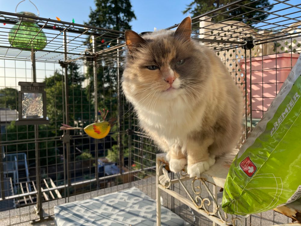 Madame Poppykins the cat sitting on a shelf inside her patio enclosure next to a small opening at the top