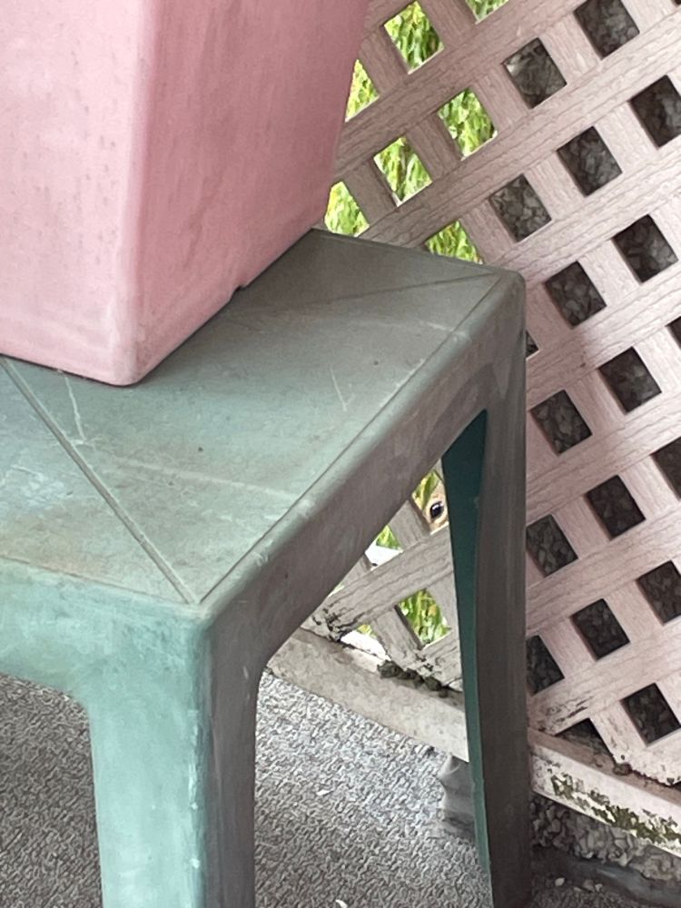 There is a squirrel. Viewers need to find the only part of him that is visible - one eye, peeking from behind the lattice just below the green table. 