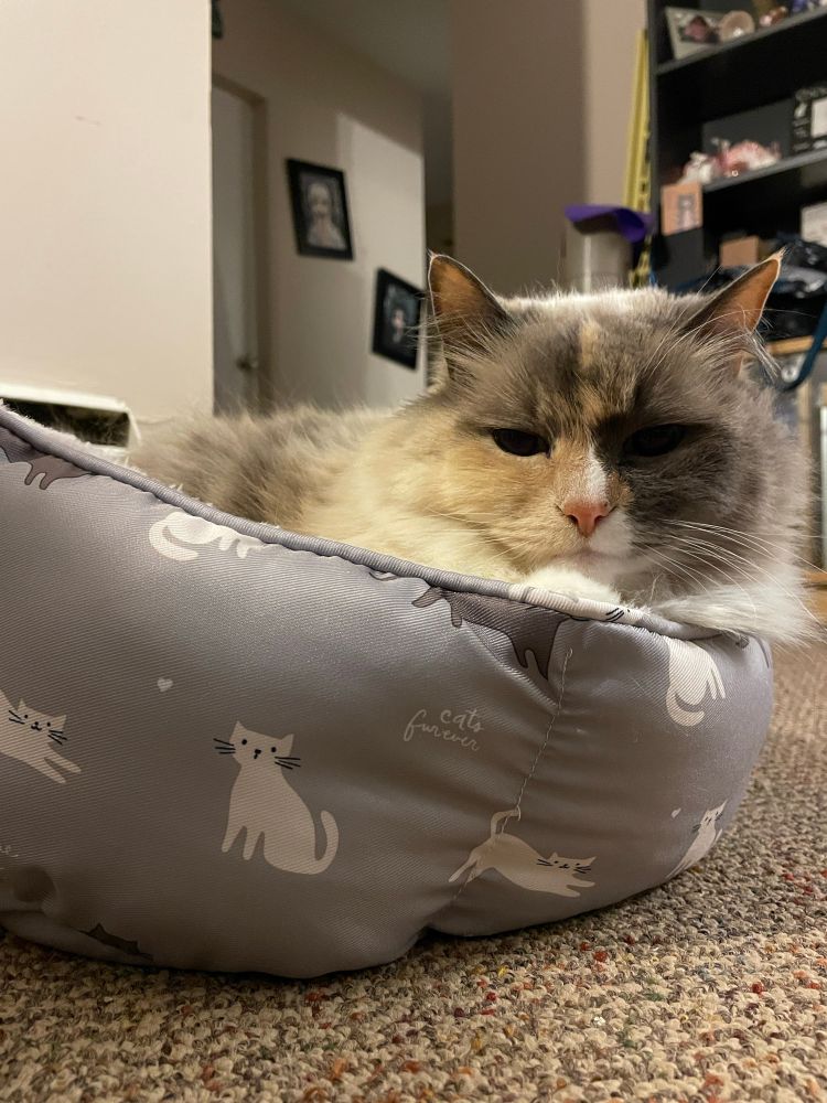 Madame Poppykins laying in her “new” cat bed.