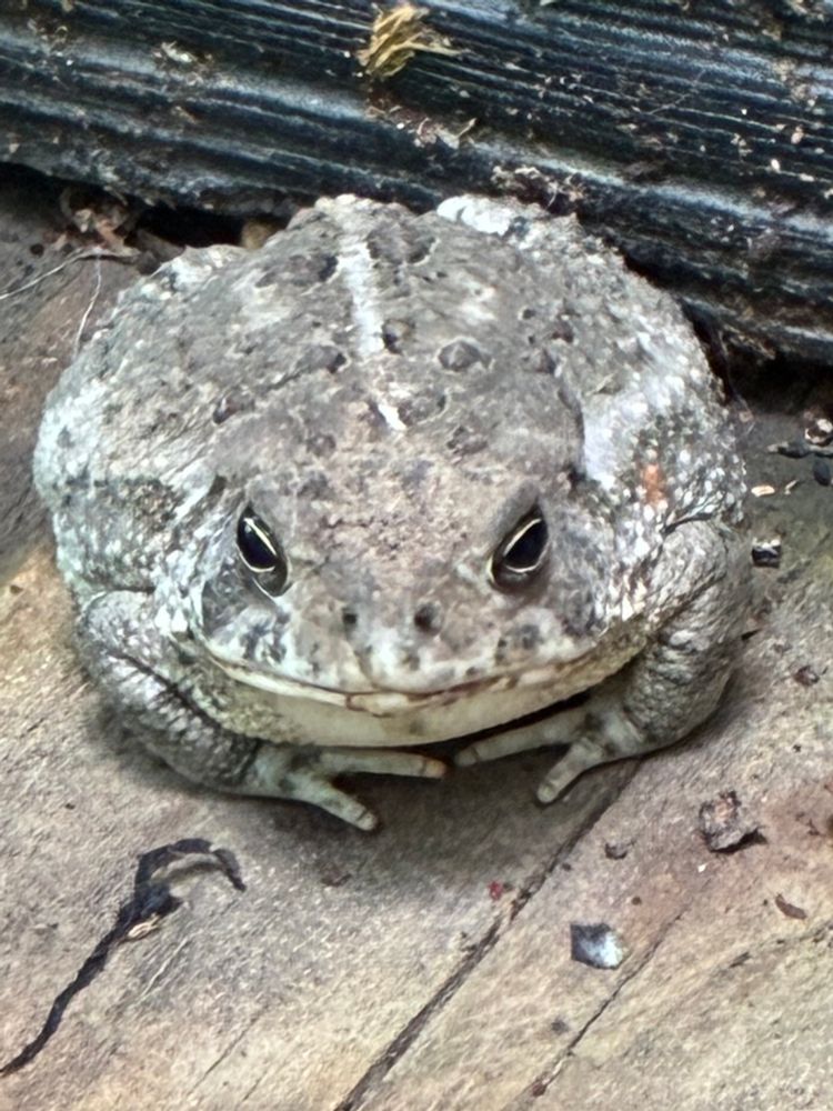 A toad 