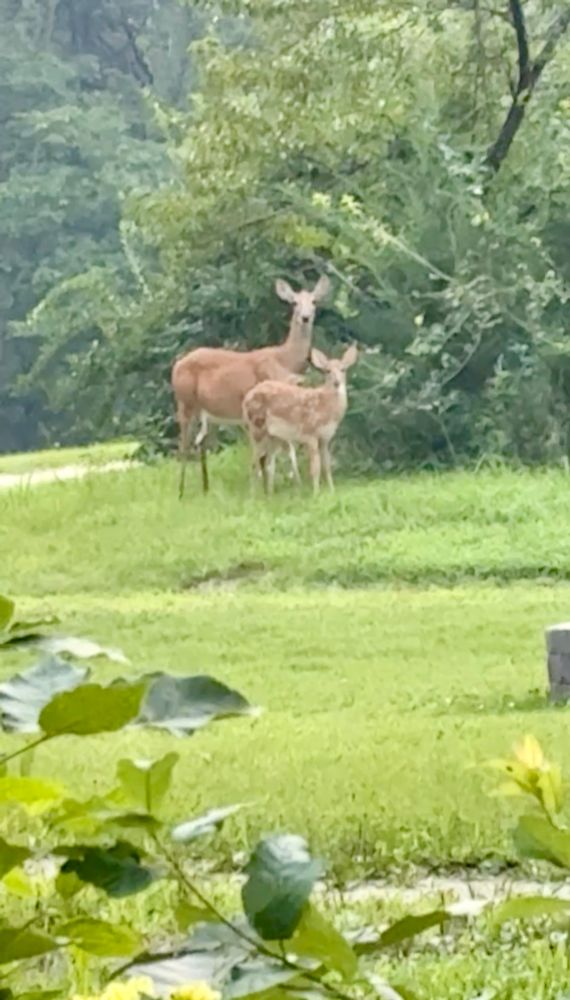 A mama deer and her baby 