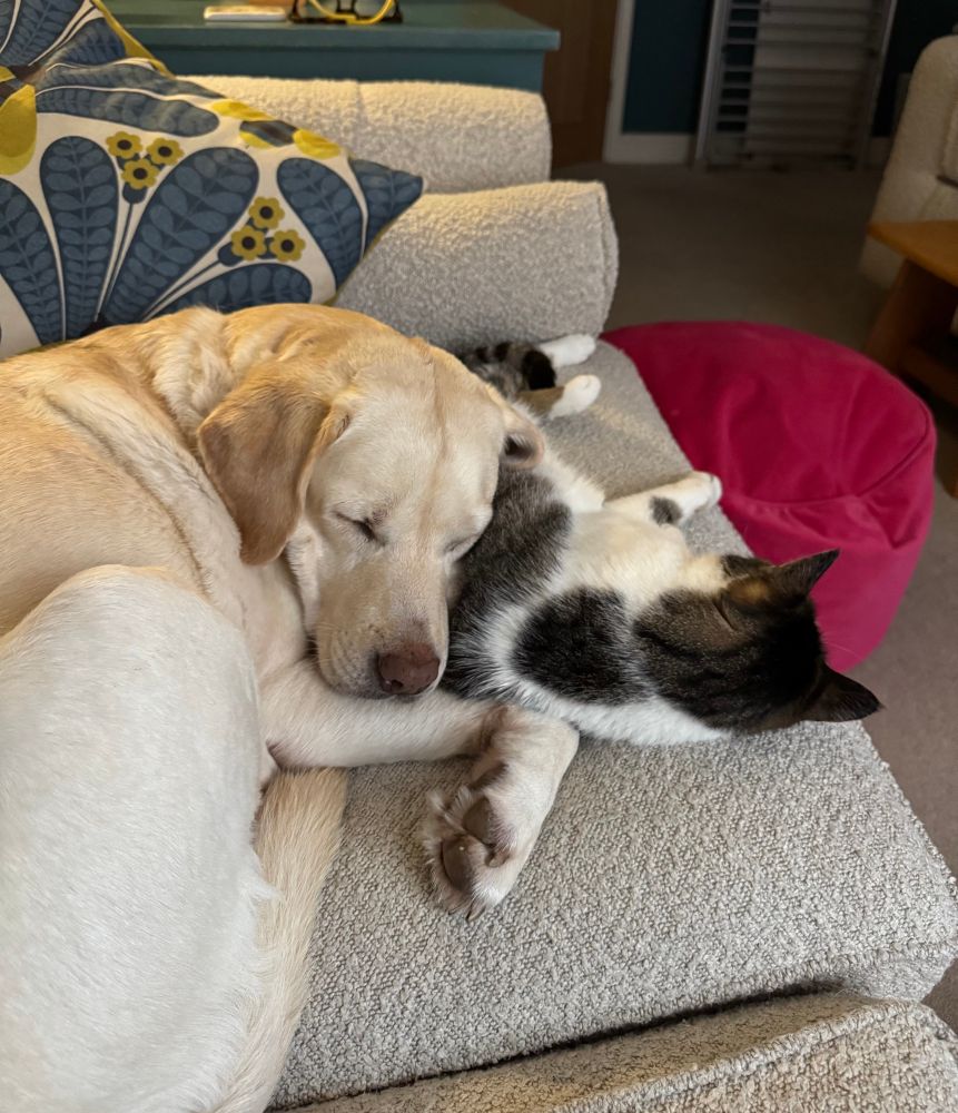 Luna and Parsnip curled up on the sofa together 