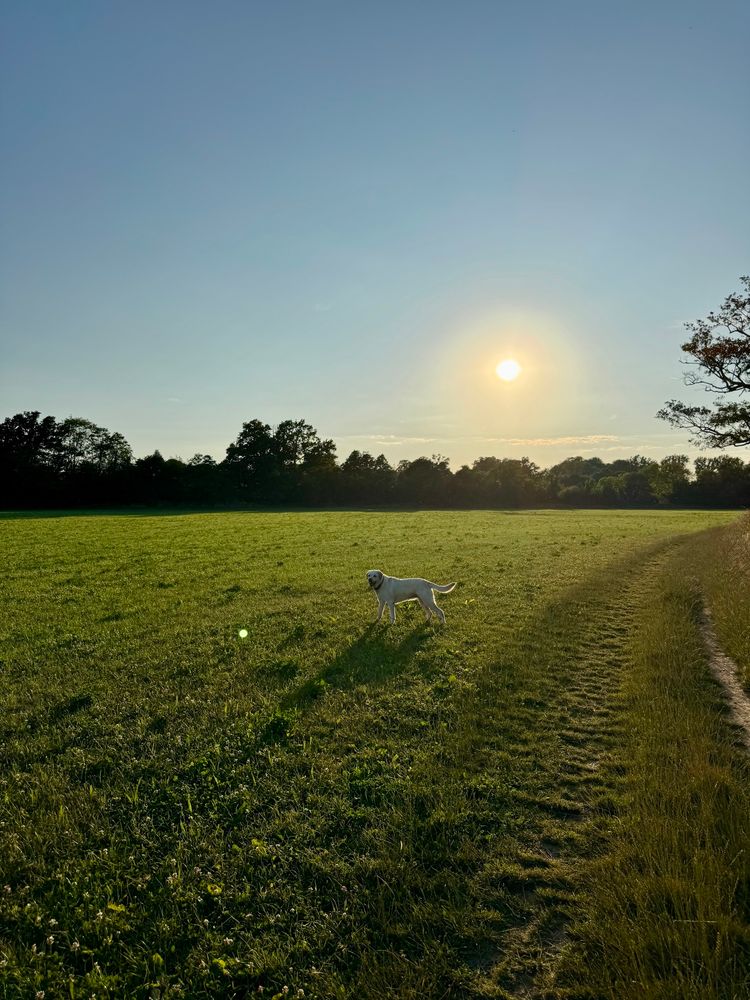 Luna in a field