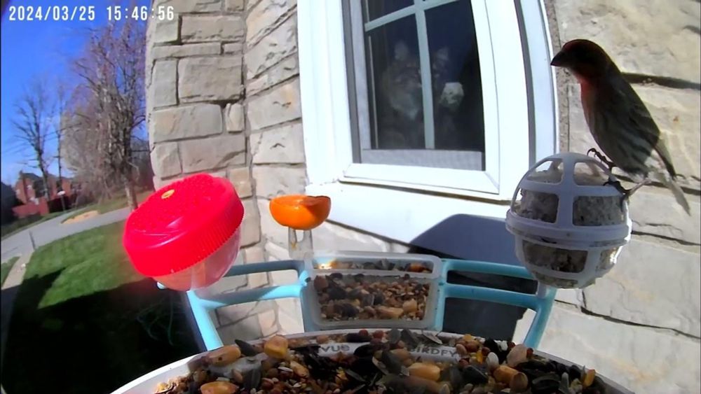 Waffles is an avid birdwatcher.  (Seen here in the window, plotting house finch doom.)