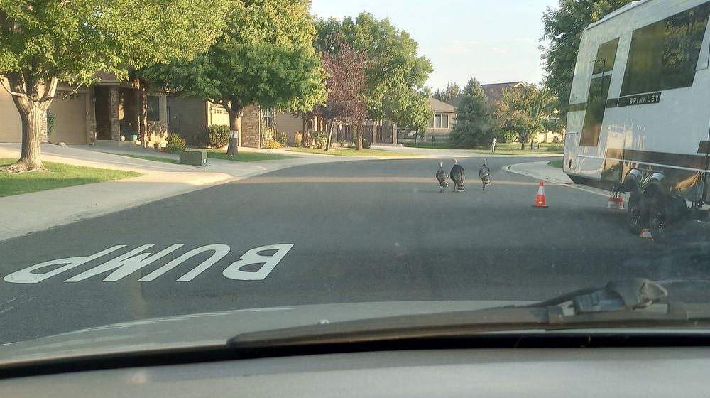 Photo taken from within a car in the middle of the road featuring 3 wild turkeys blocking the way