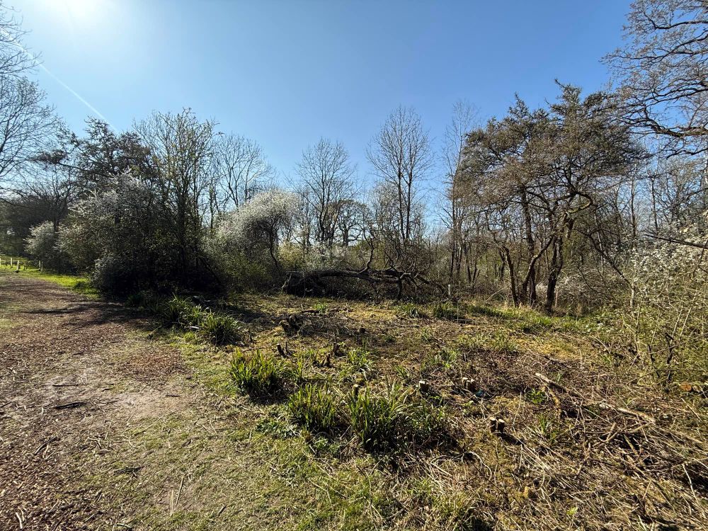 Woodland management showing a cleared area. 