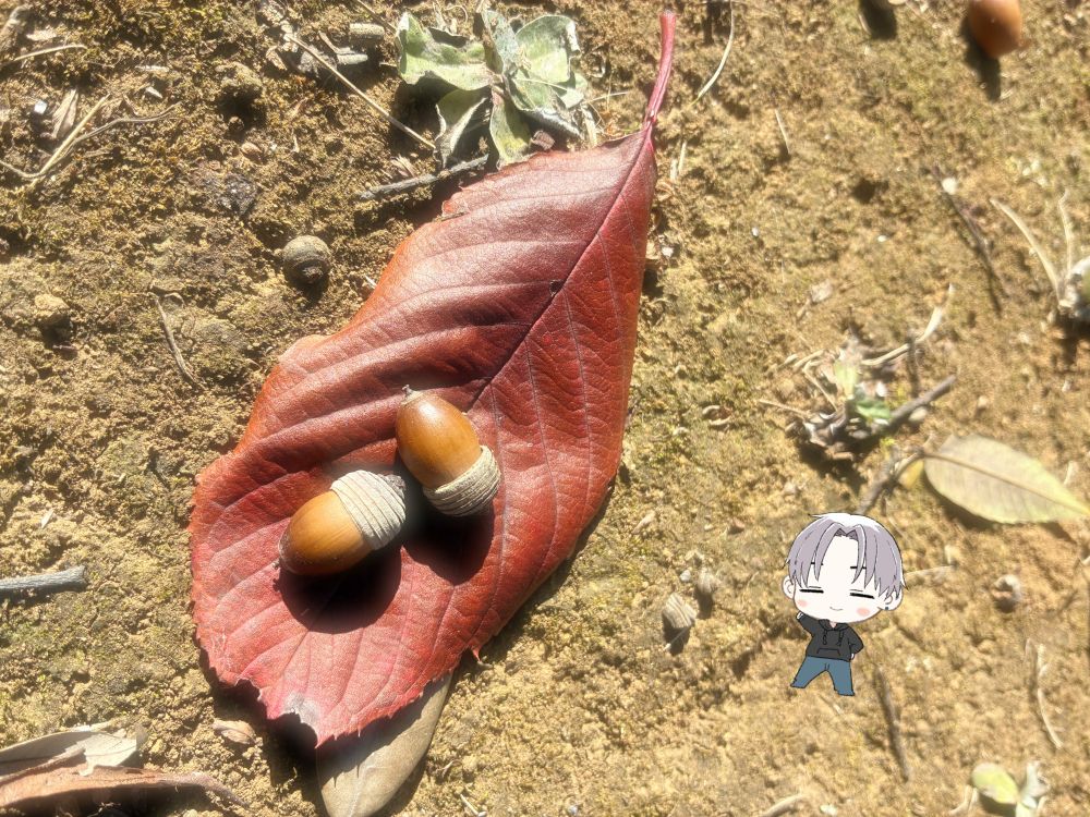 どんぐり( ͜࿉ ･ω･) ͜࿉ｺﾛｺﾛ   ～  ࿉࿉࿉
帽子被ってると特別感あるよね(*ฅ́˘ฅ̀*)♡