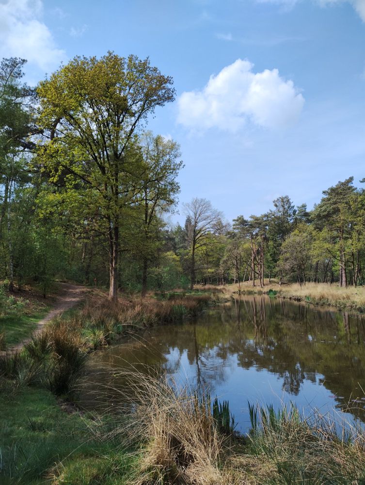 A pond in the wood. Left a big tree with fresh green leaves. Blue sky with a white cloud.