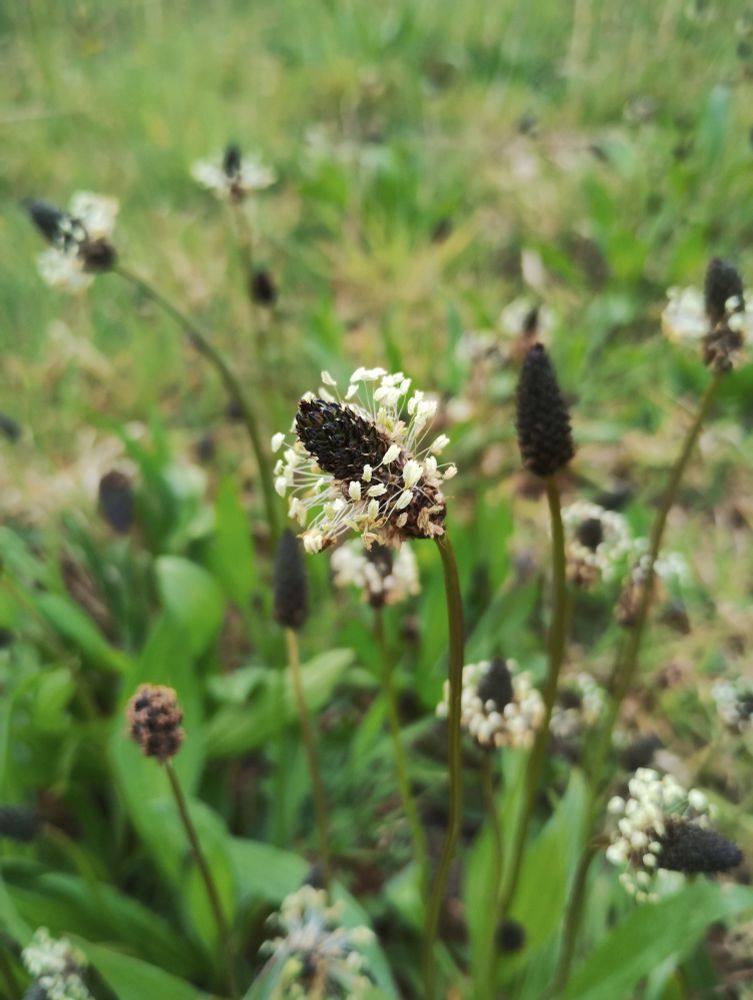 Plantago lanceolata a black oval with a whorl of light-colored pistils and stamens in the center on a green stem, photographed close-up, with several specimens fading into the background