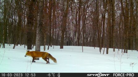 Photo of a red fox exploring Mont Saint-Hilaire at Gault 
