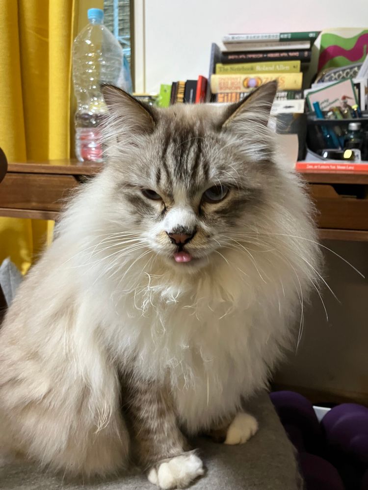 Fluffy cat named Marshmallow caught in the moment when he poked out his tongue. The kitty is sitting on a grey chair.