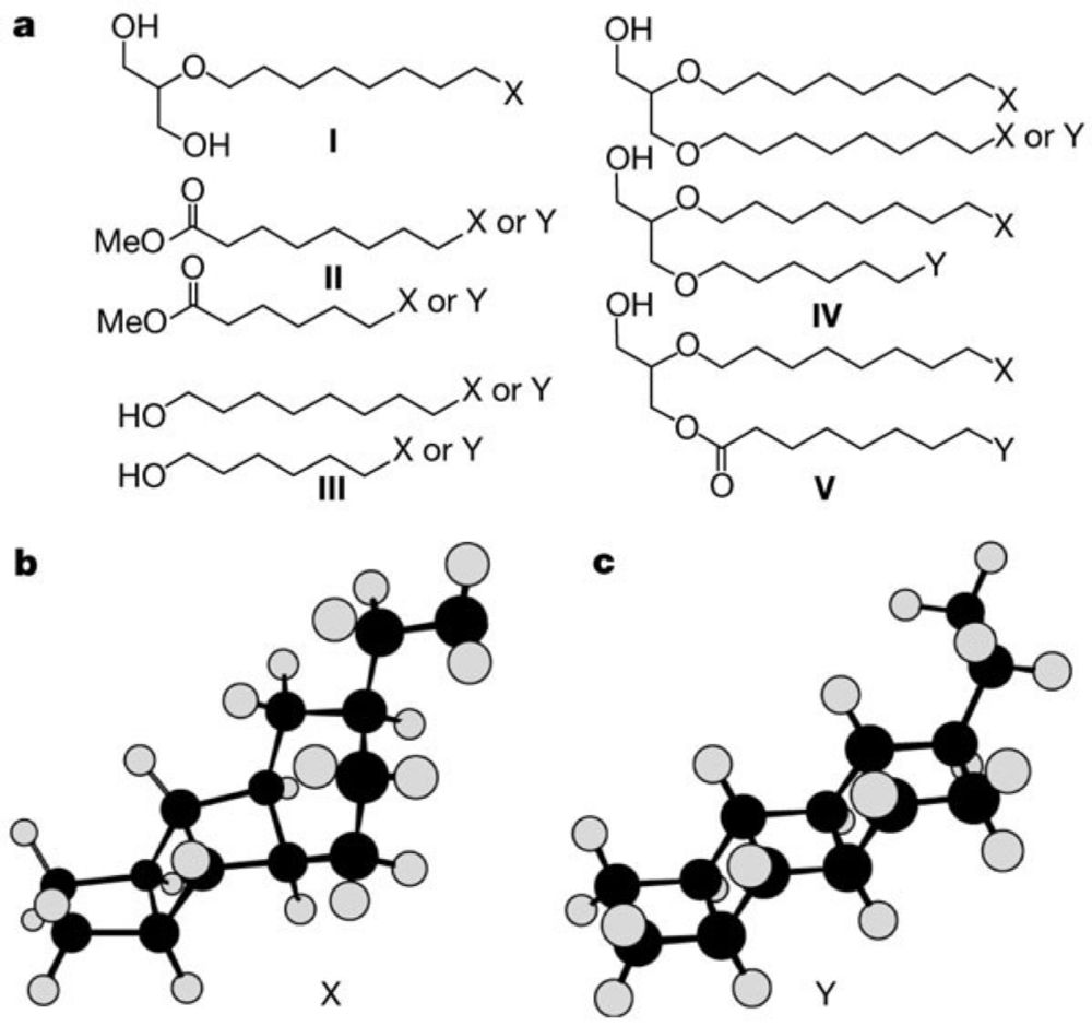 Linearly concatenated cyclobutane lipids form a dense bacterial membrane - Nature