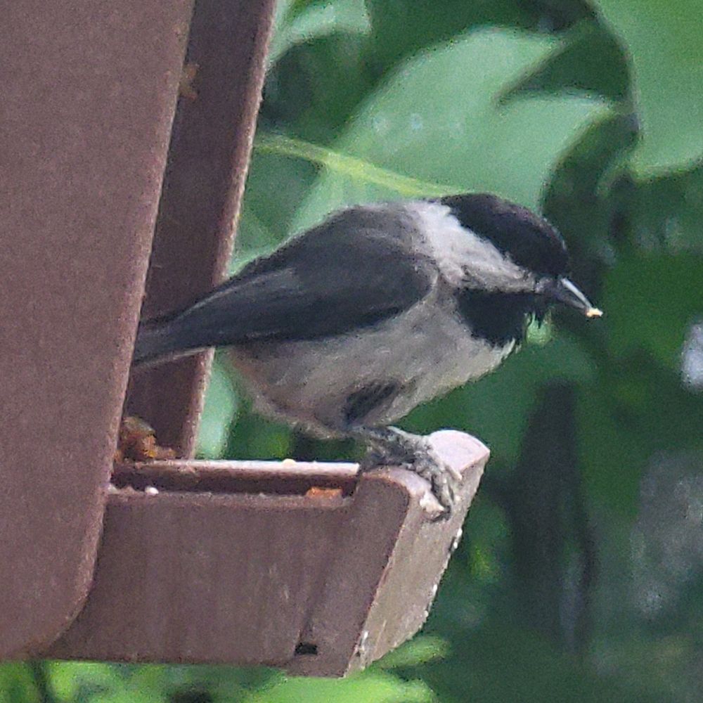 Side profile of a damp Carolina chickadee on a feeder. 