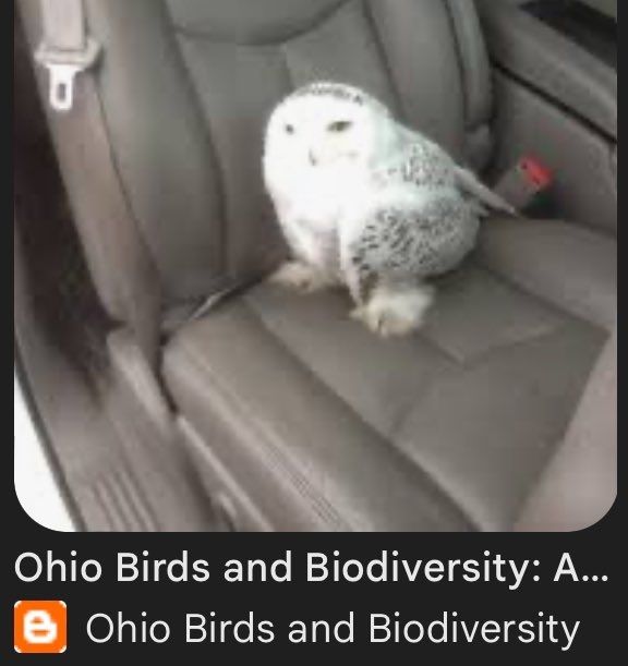 Ohio Birds and Biodiversity 

Grainy image of a snowy owl sitting on a leather car seat.