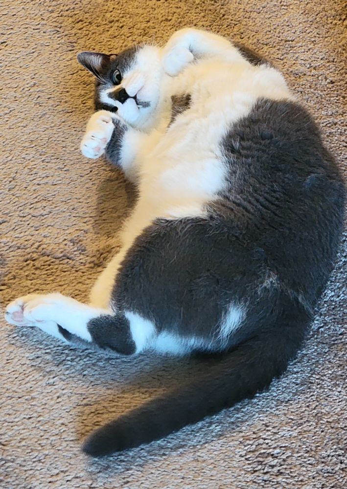 Gray and white cat curled up on his back with paws up, one eye peering down
