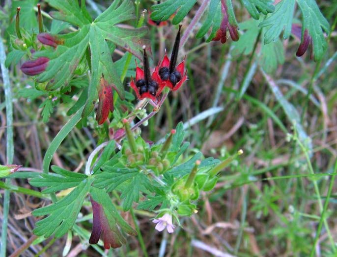 Fruit of Carolina geranium (aka crane's-bill) - black and bill shaped, surrounded by bright red leaves