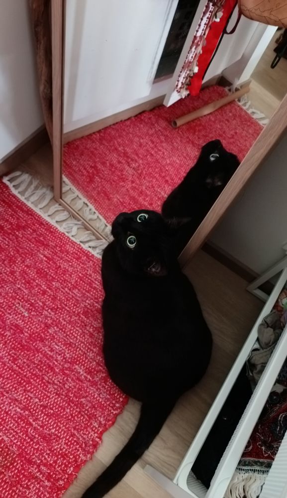 A black cat sitting on a red carpet in front of a mirror. You can really only see her big and bright eyes in all the darkness, and one eye on her reflection and side profile in the mirror.