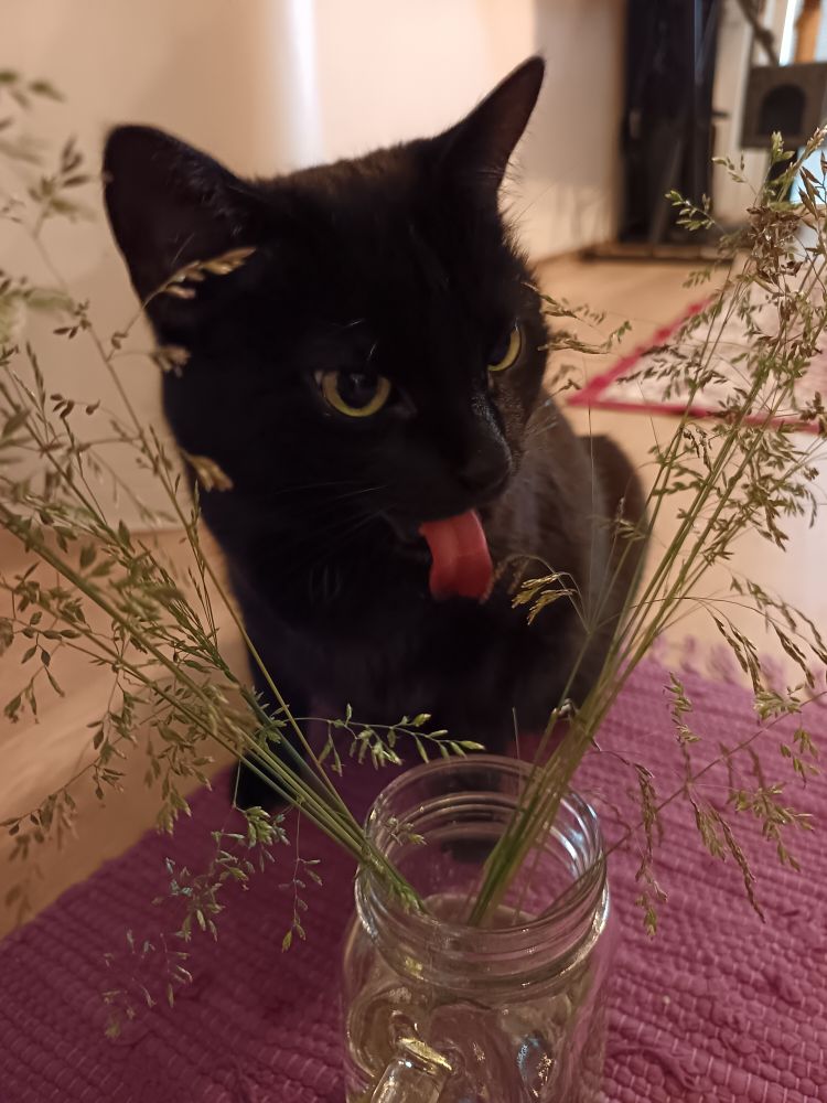A black cat licking hay placed in a mason jar mug. Her eyes are serious and her tongue is out, licking.