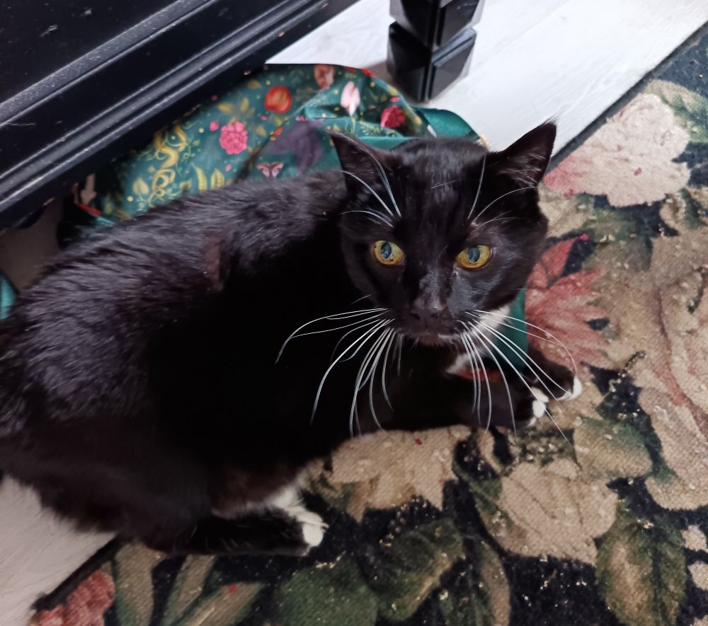 An old tuxedo cat is lying on a green backpack. His whiskers are white and he has small white socks. His eyes are brown.