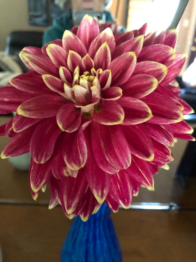 A large pink and yellow dahlia sits in a small blue vase on a wooden mantle