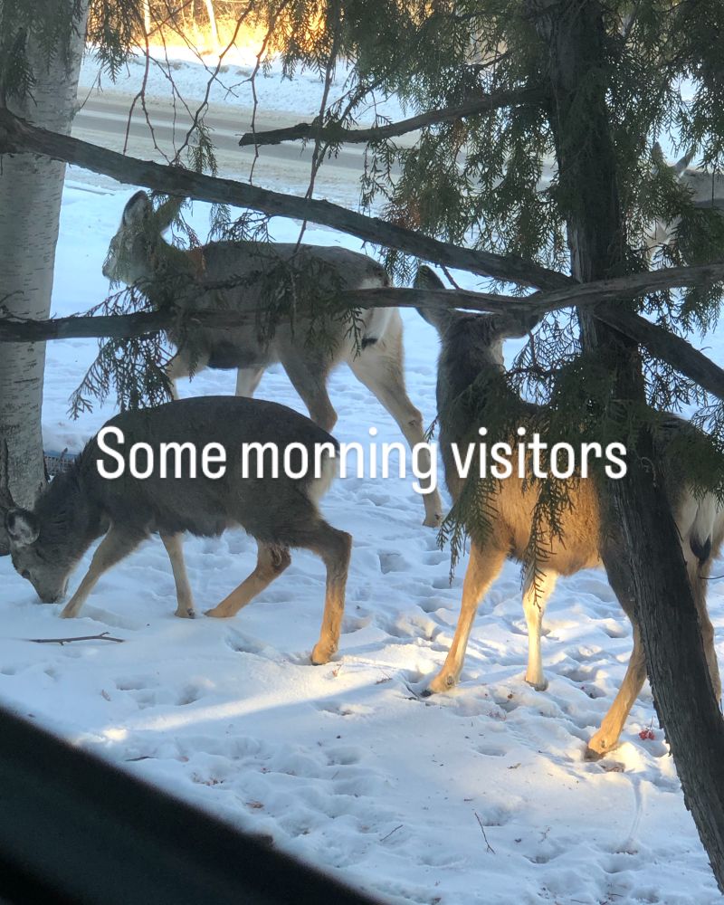 Some deer feeding under a big tree in the snow. Sun is shining on them