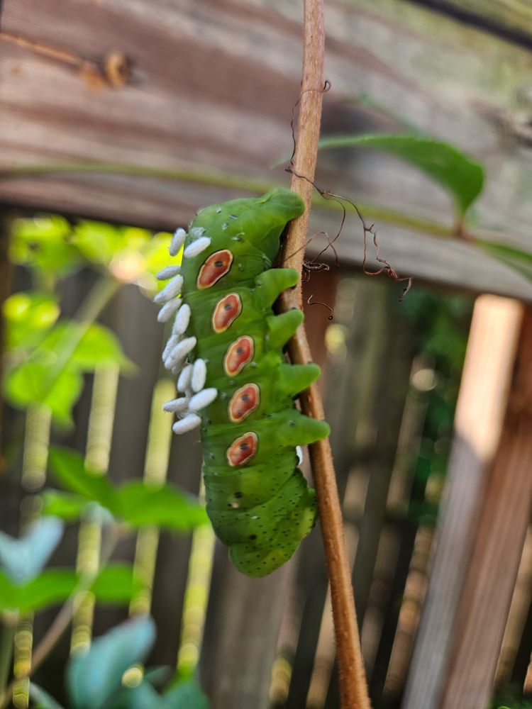 A big fat green caterpillar with five reddish-orange spots along its flank. It has a dozen little white nodules that look like grains of rice attached to its back.