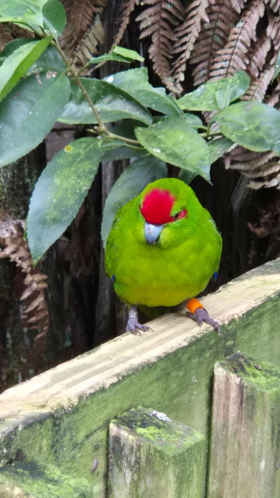 A kākāriki is perched on a wooden enclosure fence at Ōtorohanga Kiwi House, Ōtorohanga New Zealand. 