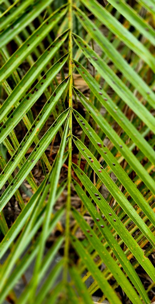 Close-up of a green palm frond with brown spots and symmetrical, narrow leaflets extending from a central stem. 