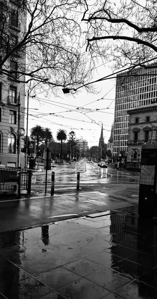 Black and white photo of an empty Melbourne city street on a rainy day, with wet footpath, tall buildings, palm trees, and bare branches overhead.