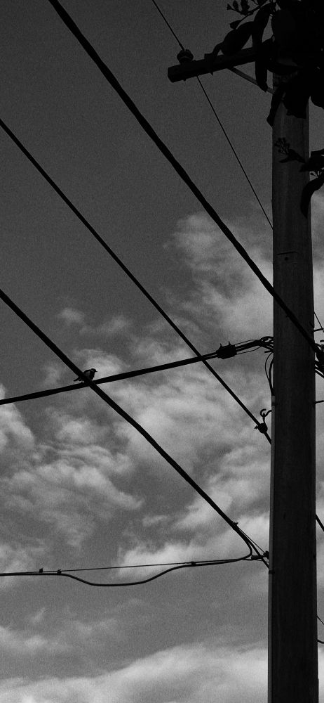 Black and white photo of power lines and a utility pole against a cloudy sky, with a solitary bird perched on the wires.