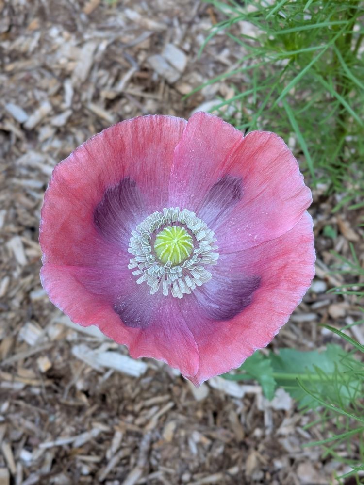 A pink hens and chick poppy with purple highlights and a bright green center. There is a small white ring string the green center which looks like an Elizabethan collar