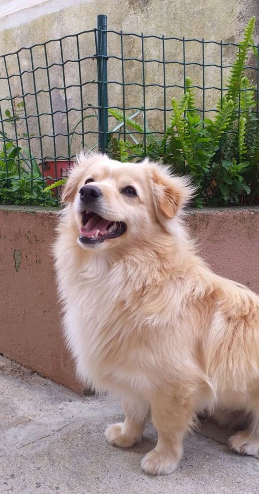 Kokoni dog, a small landrace breed from Greece