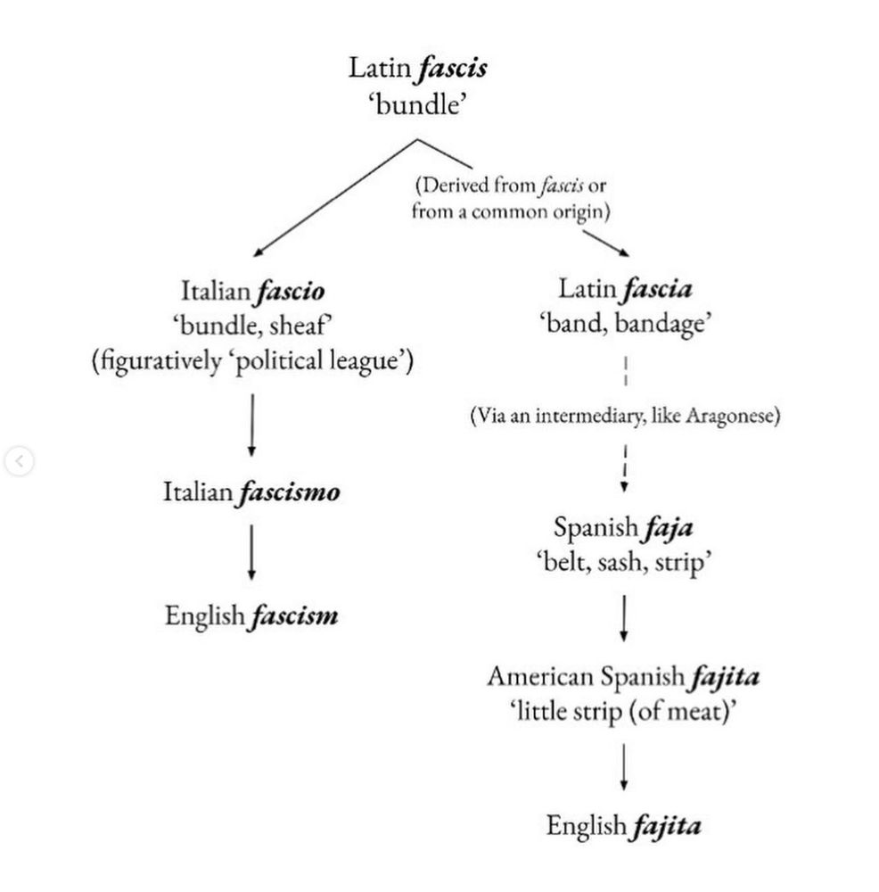 Etymology tree showing that the English words "fascism" and "fajita" both come from the same Latin root "fascis," meaning "bundle."