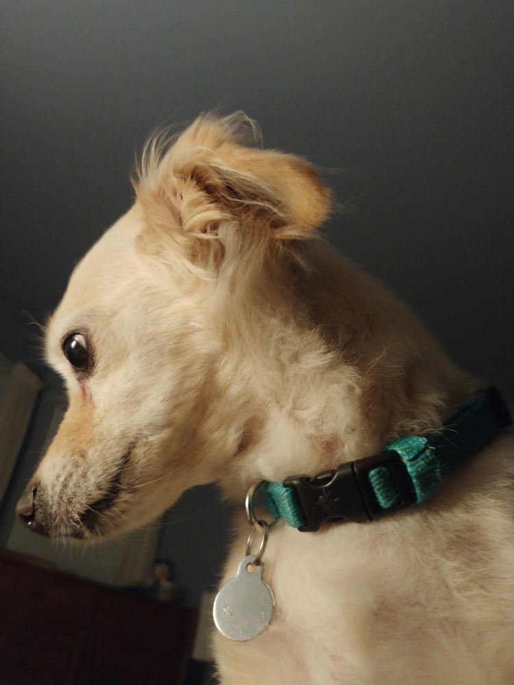 Small yellow dog with a turquoise collar staring longingly off to one side. She bends with the heartache, but does not break.