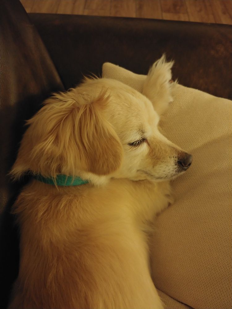 Small yellow dog sleeping on a couch cushion, just barely maybe smiling like the Mona Lisa.