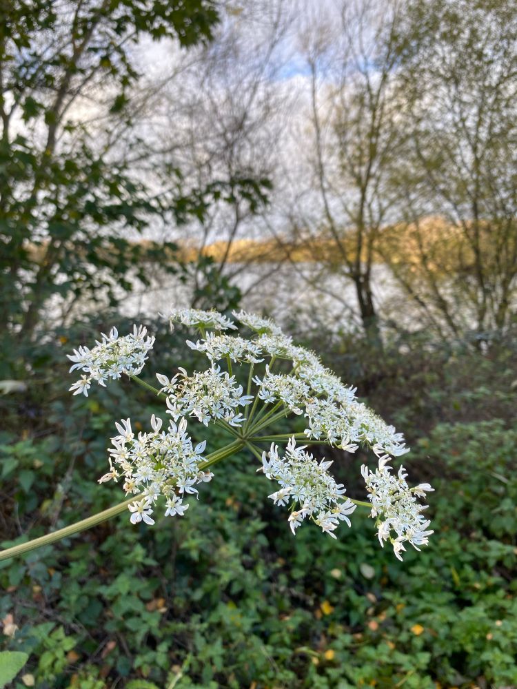 Creamy white flat topped umbellifers of Hogweed against a background of bramble, trees and a bright cold Lincolnshire sky