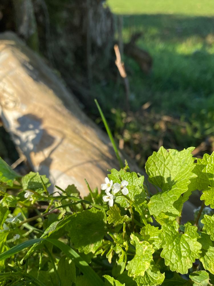 Small white sunlit flowers and green leaves of Garlic Mustard at the foot of a hedgerow. The smooth dead stem of Elder in the background